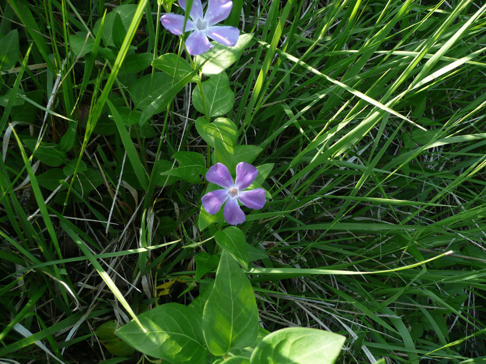 Vinca sp.